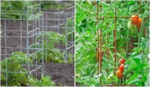 Gardeners.com has been visited by 10k+ users in the past month Tomato Cages: How To Use, Best Types & One Type You ...