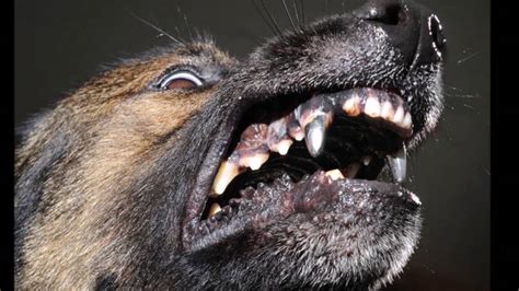 Dogs With Titanium Teeth Youtube