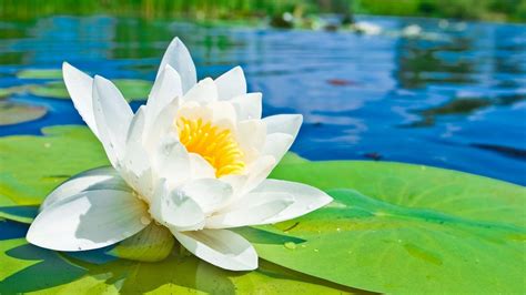 Download Water Lily Wallpaper Gallery