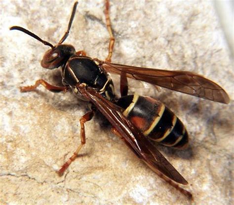 Wasp Description Types And Facts
