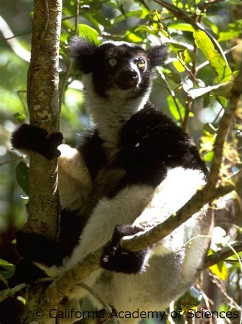 Species Of The Week Indri Edge Of Existence