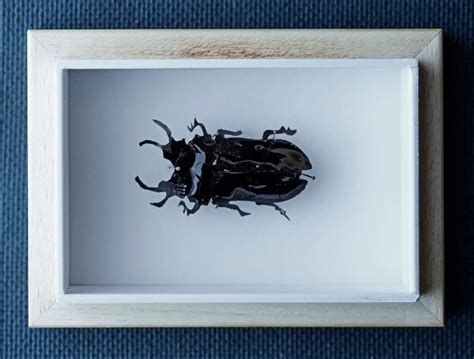 Luxetarian Fruit Leather Beetle