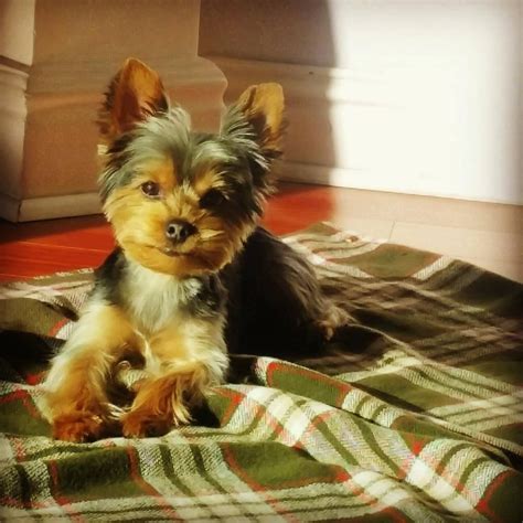 😆😄💗follow Us For More Lovely Adorable Yorkie Videos And Pictures
