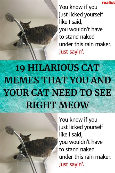 Right Meow Cheer You Up Stunts Cat Memes Just Love Funny Cats Hilarious Sayings Best
