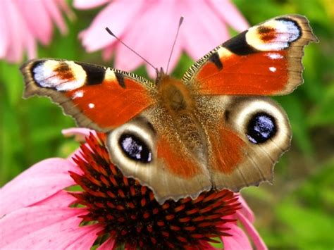 The Breathtaking Colors Of The Most Beautiful Butterflies