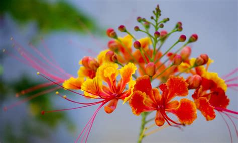 Gulmohar is most famous for its pretty looking flowers. Gulmohar Plant by The Indian Nursery, Gulmohar Plant from ...