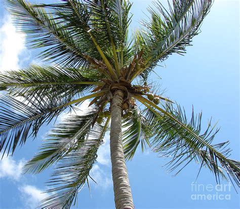 Solitary Palm Photograph By Leara Nicole Morris Clark Fine Art America