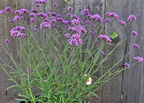 Laat je tuin en huis tot bloei komen met bakker.com Verbena bonariensis "Lollipop' | Verbena, Perennials ...