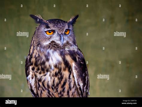 Portrait Of An Owl Stock Photo Alamy