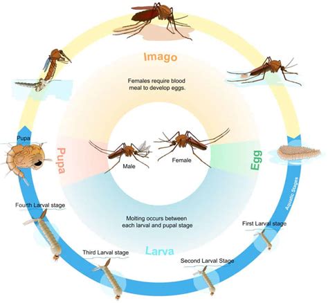 Mosquito Life Cycle How Long Does A Mosquito Live