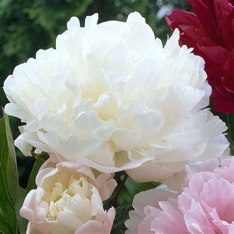 Serenata flowers offers a wide range of mixed peony bouquets as part of their summer flower delivery peonies collection. Peony Alba Plena | J Parker Dutch Bulbs | Peony plants for ...