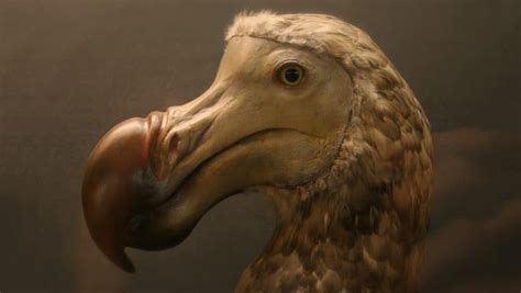 The Dodo Bird Brilliant News