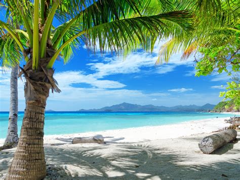 Wallpaper Summer Beach Sand Palm Trees 2560x1600 Hd