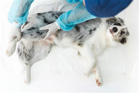 A importância da castração para seu cão ou gato Clínica Veterinária Dr Stutz