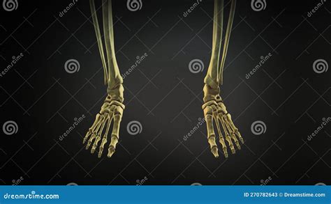 Bekken En Benen Skelet Van Het Menselijk Lichaam Stock Illustratie