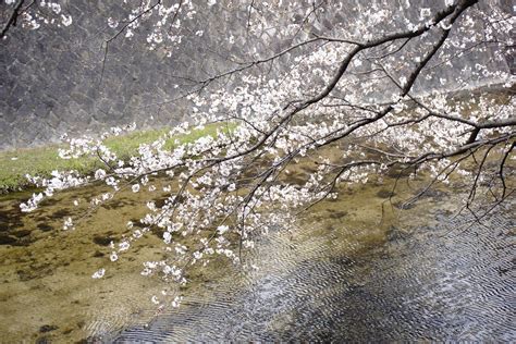 Wallpaper Water Tree Flower Plant Branch Cherry Blossom Spring