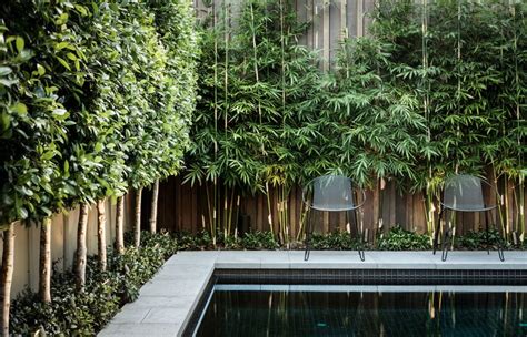 Best Plants For Privacy Screen Backyard Privacy 10 Best Plants To