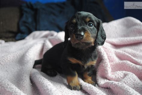 Come play with our dachshund puppies. Dachshund, Mini puppy for sale near Kansas City, Missouri | 46167339-1c01