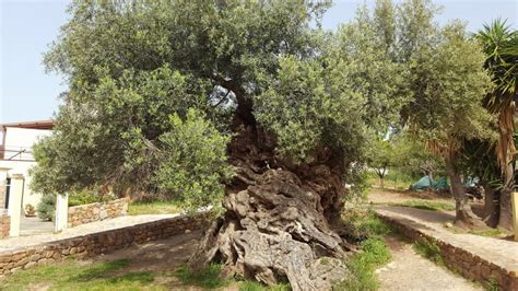 3000 Year Old Worlds Oldest Olive Tree On The Island Of Crete Still