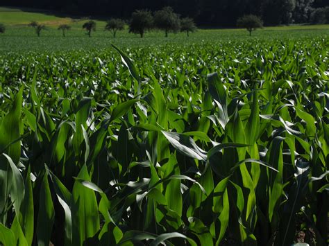 Free Images Plant Field Flower Green Crop Agriculture Cornfield