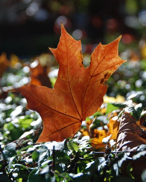 Maple Leaf Free Photo Download Freeimages