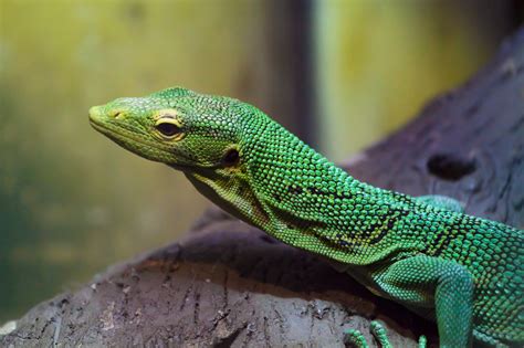Green Reptile Free Stock Photo Public Domain Pictures