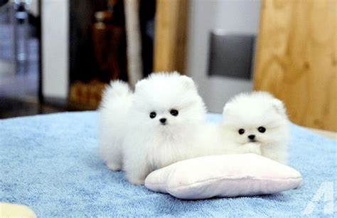 Tiny Pomeranian How Much Do These Adorable Fluffy Ball Cost