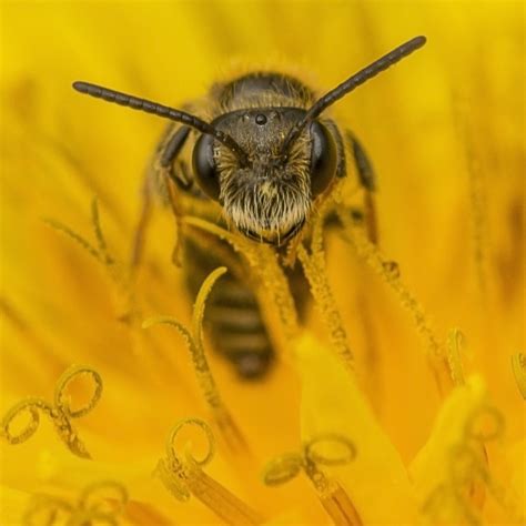 You Looking At Bee License Download Or Print For £1240 Photos Picfair