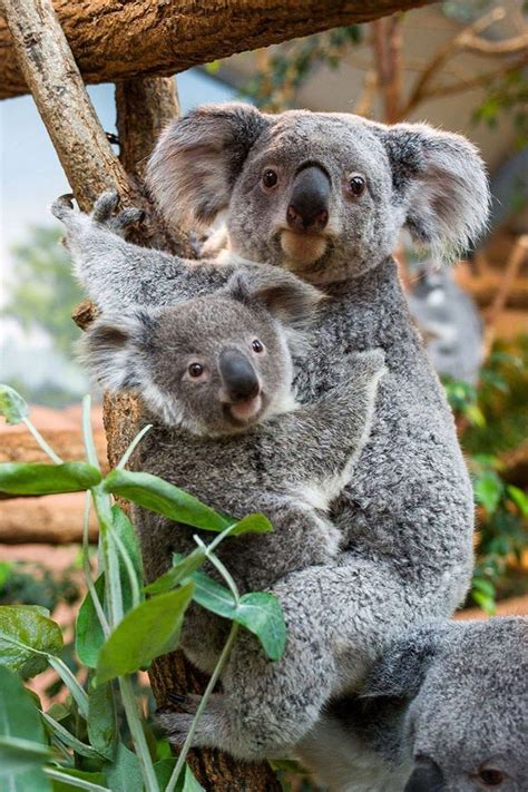 Pin By Enee On 9 Cute Koala Bear Cuddly Animals Baby Koala