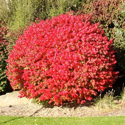 When to prune a shrub depends mostly on when it blooms and whether it flowers on growth produced in the same or previous years. OnlinePlantCenter 3 Gal. Flaming Red Burning Bush Shrub ...