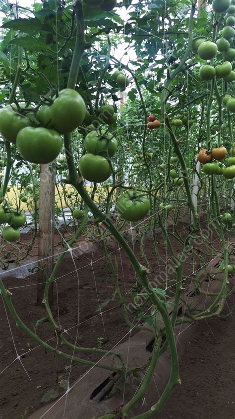 Hortomallas Tomato Net Will Improve Your Economic Results Of Each