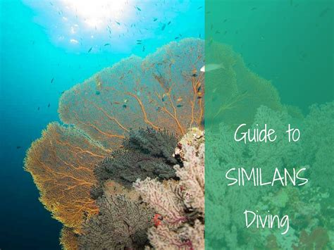 Guide To Similans Diving More Fun Diving