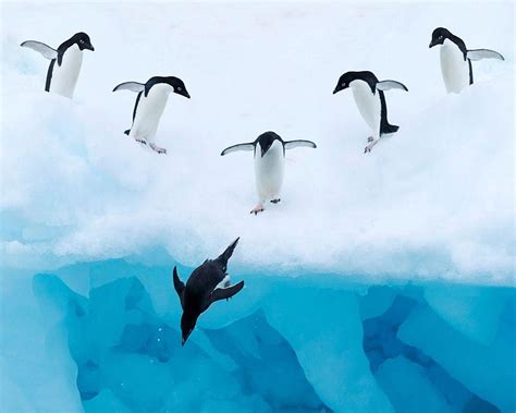 720p Free Download Jumping Adelie Penguins Birds Penguins Animals