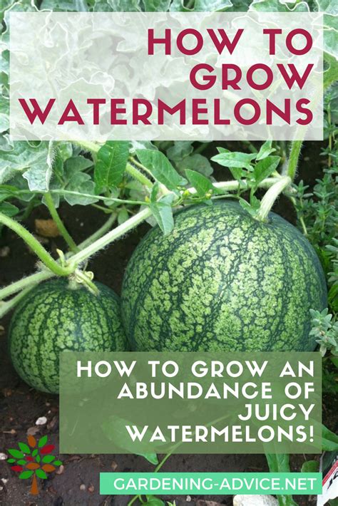 Growing Watermelons Learn The Tricks And How To S How To Grow Watermelon Raised Vegetable