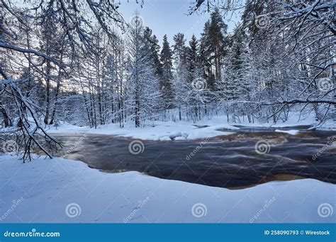 Beautiful Frozen River Surrounded By Snowy Conifers Stock Image Image