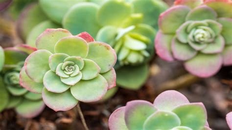 Woman Watered Her ‘perfect Succulent For 2 Years And Then Realized It