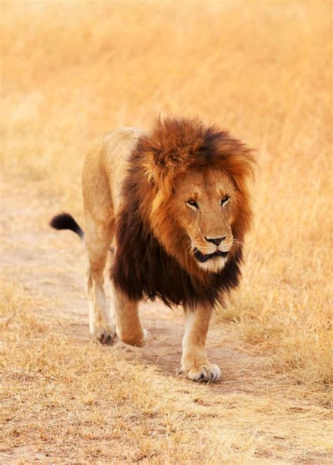 36 Facts About African Lions Panthera Leo Africa Animals Africa