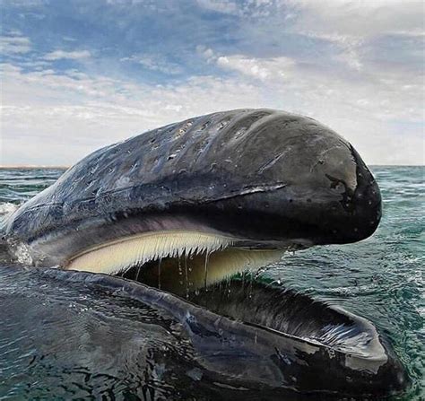 A baleen whale's thick blubber layer stores fat; 🔥 Instead of teeth Humpback whales have plate like structures called 'baleen plates' which are ...