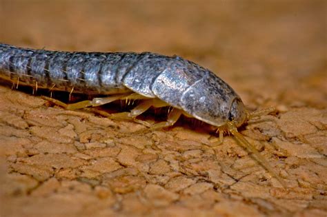Silverfish How To Kill Them Repel Them And Prevent Them