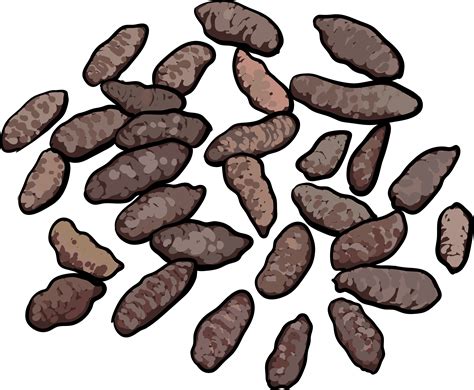 Norway Rat Droppings Pack Rat Droppings Clipart Large Size Png