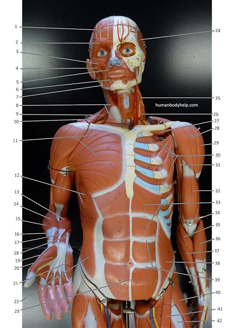 So we really needed to show that. Large Muscle Model (anterior, upper) - Human Body Help
