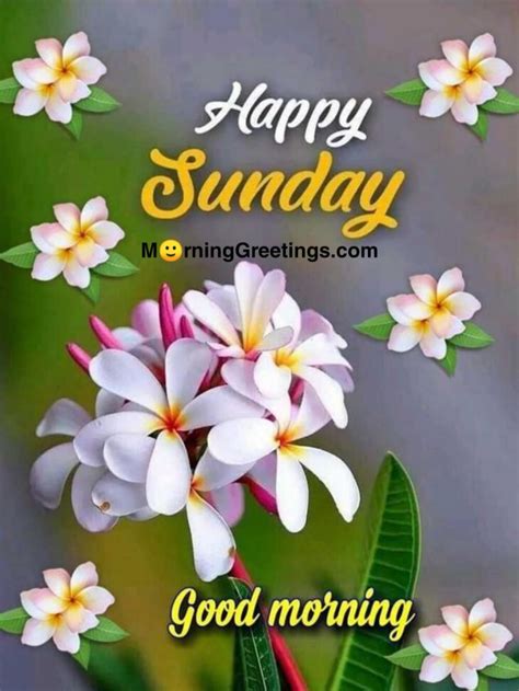 40 Wonderful Happy Sunday Morning Images Morning Greetings Morning