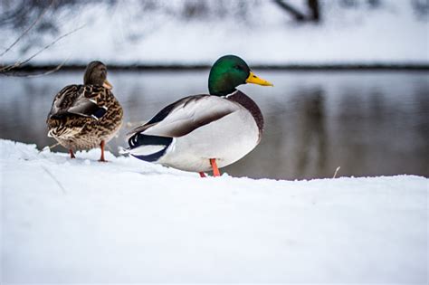 Flock Of Ducks In The Snow In Winter In Nature Stock Photo Download