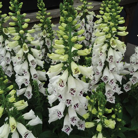 Foxglove (digitalis purpurea ) is regarded as an environmental weed in victoria and tasmania. Digitalis Dalmatian White, Digitalis: Roots & Rhizomes
