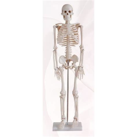 Esqueleto Humano Adulto 85 Cm