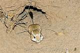 Desert Rodent Images