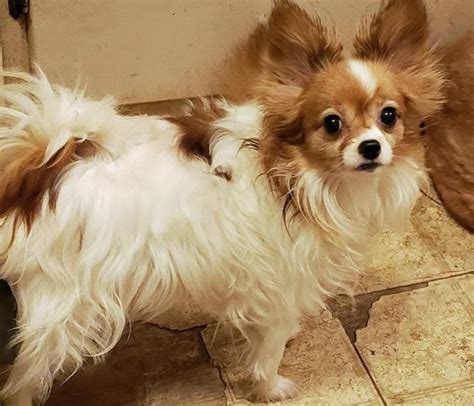 Usually, getting 10 pets placed in foster homes is a good day for the organization. Adopt Shelby a Papillon / Mixed dog in Rochester, NY ...