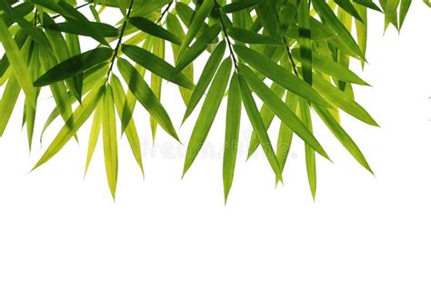 Bamboo Leaves Stock Photo Image Of Forest China Natural 15628978