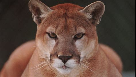 Dead Cougar Found Along Michigan Road Likely Dumped