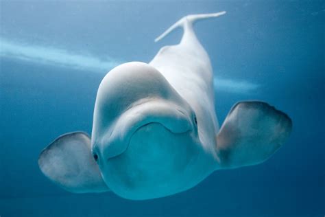 The Beluga Whales Are Considered To Be The Worlds Cleverest Sea